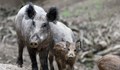 Удължават срока за ловуване на дива свиня