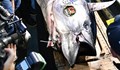 Продадоха риба тон за 2 милиона долара в Токио