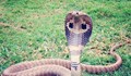 Китайски змии са източникът на смъртоносния коронавирус