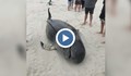 1000 души спасяваха китове на плаж в Нова Зеландия