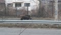 Диво прасе се появи в центъра на Перник