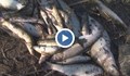 Предупредиха да не се купува сладководна риба в Пловдивско