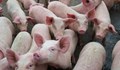 Свинекомплексът в Бръшлен ще получи нови животни