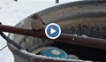 Мъж върна към живот замръзнало врабче