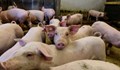 Отпада забраната за движение на прасета и месо в 39 ферми у нас
