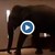Слон се разхожда свободно в хотел в Шри Ланка