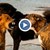 Агресивни кучета нападат хора във Велико Търново
