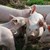 Ново огнище на африканска чума в свинеферма в Шуменско