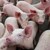 Свинекомплексът в Бръшлен ще получи нови животни