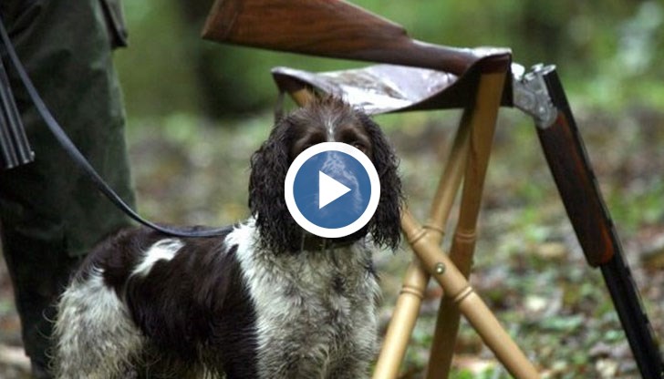 Във всяка дружинка в Русенско има поне по един треньор и няколко ловни кучета, за които всички се грижат