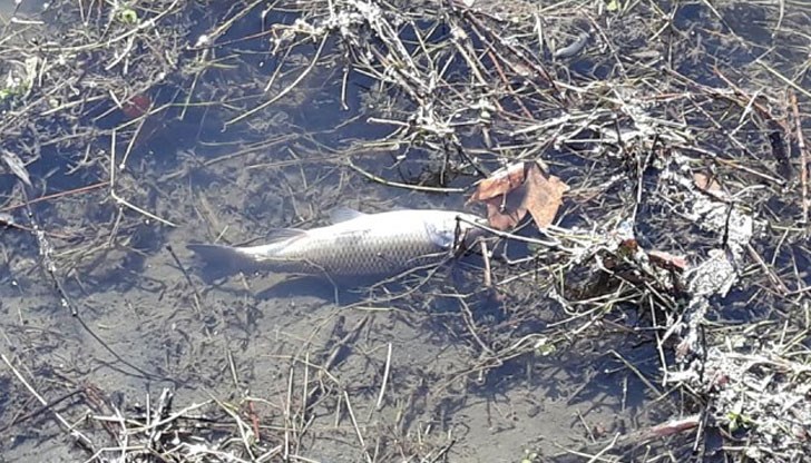 Орлин Тасев е под парична гаранция в размер на 20 000 лв. Орлин Тасев е под парична гаранция в размер на 20 000 лв.