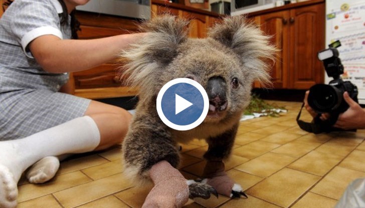 Близо половин милиард животни са загинали в пламъците