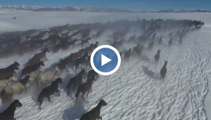 Впечатляваща гледка от Китай: Хиляди коне в галоп