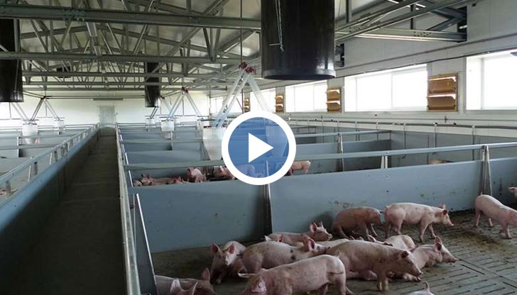 Няма как да отделим болните от здравите прасета, заявиха от БАБХ