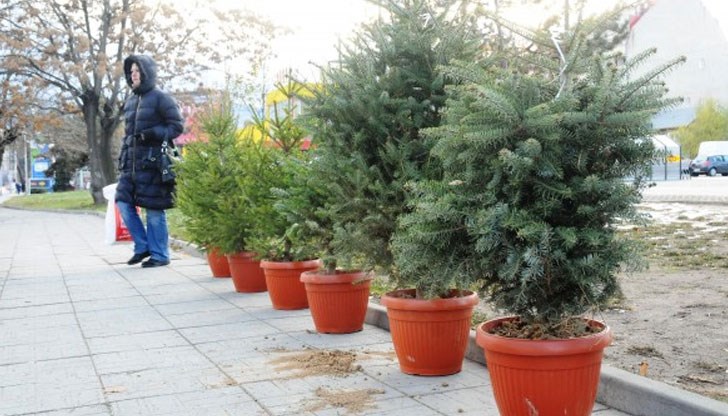 Съвети как да се съхраняват елхичките в домашна обстановка, докато дойде моментът да се засадят Съвети как да се съхраняват елхичките в домашна обстановка, докато дойде моментът да се засадят