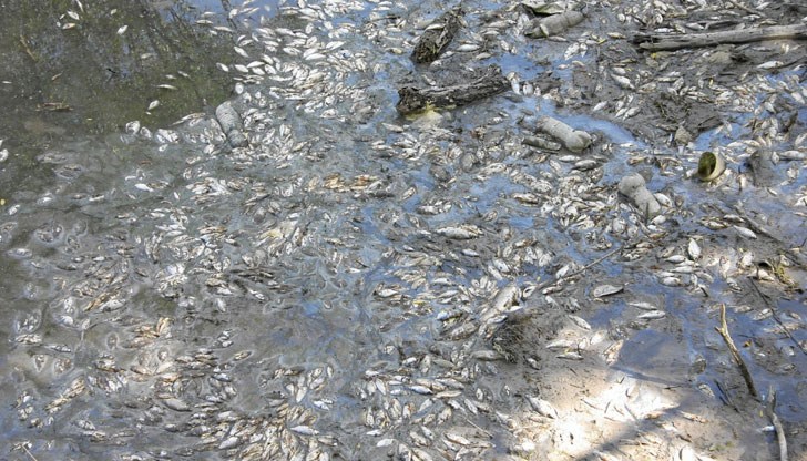 Залпово изпускане на силно токсични вещества - цианиди, арсен, живак и други токсични материали, плюс индустриални замърсители са попаднали в реката, полепнали към млените частици пластмаса