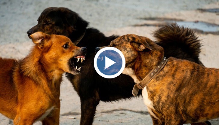 Глутницата нападнала дори природозащитник, грижещ се за животните