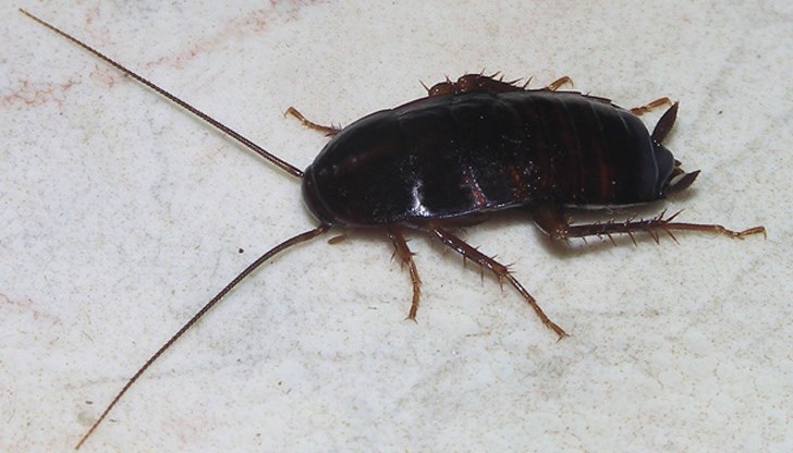 Британският Център за опазване на околната среда в Хемсли предлага уникален начин да си отмъстите на бившата половинка, и то точно на 14 февруари Британският Център за опазване на околната среда в Хемсли предлага уникален начин да си отмъстите на бившата половинка, и то точно на 14 февруари