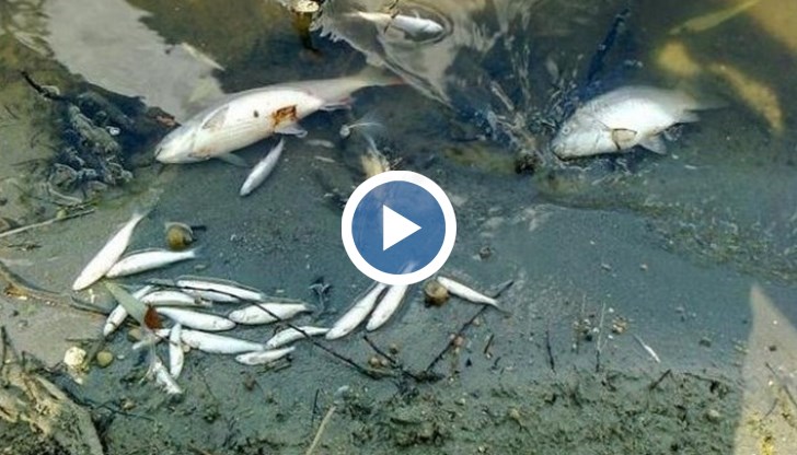 Говорим за токсично замърсяване с много сериозни щети