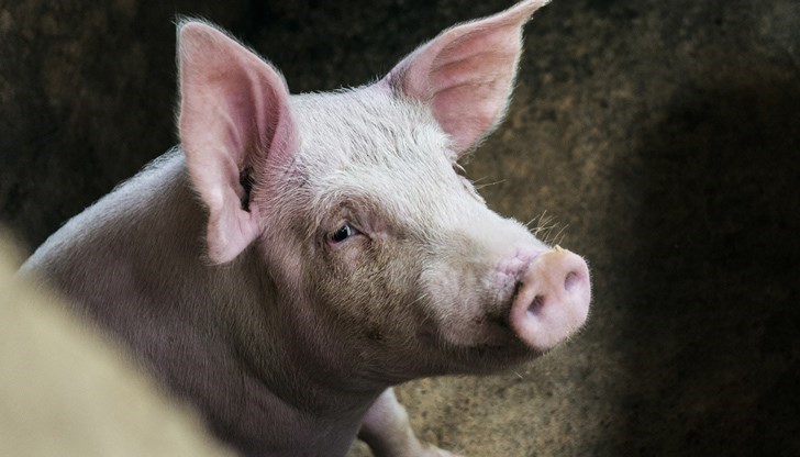 Всички лични стопанства ще бъдат отново проверени за неправомерно отглеждане на прасета