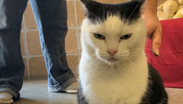 Приют за животни търси нов дом за агресивна и недружелюбна котка на име Пердита