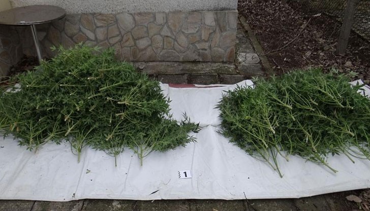 Установени и иззети са 73 саксии с канабисови растения с височина между 45 и 80 см, както и около един килограм растителна маса, наподобяваща канабис