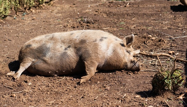 В референтната лаборатория са изпратени проби от 5 отстреляни диви прасета, една от тях е положителна