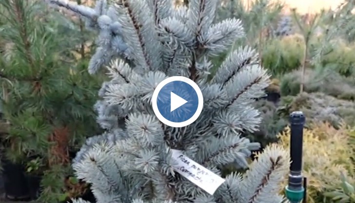 Русенци засаждат коледна гора