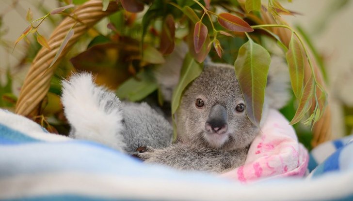 Дарения вече пристигат от групи доброволци от САЩ, Великобритания, Хонконг, Франция и Германия Дарения вече пристигат от групи доброволци от САЩ, Великобритания, Хонконг, Франция и Германия