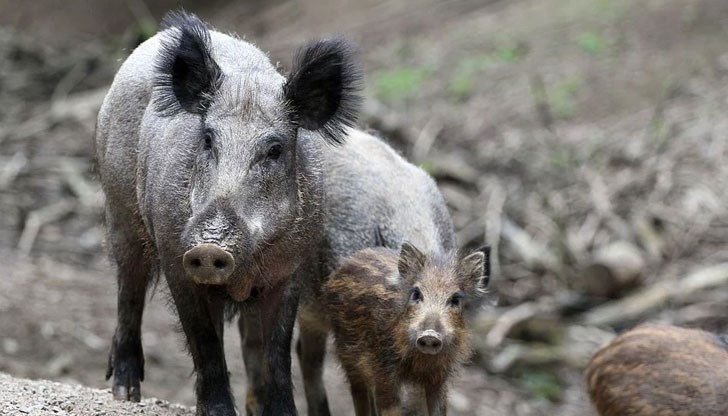 Целта е ограничаване на разпространението на чума
