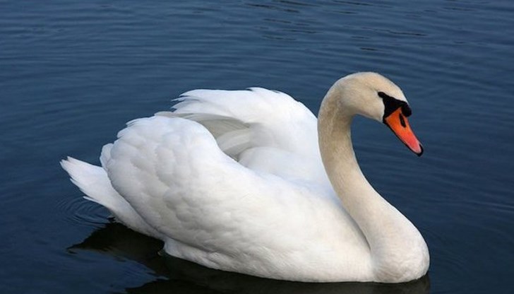 В този участък на река Дунав най-многобройни са били струпванията от гривяци и зеленоглави патици, следвани от каспийска чайка, белочела гъска и голям корморан В този участък на река Дунав най-многобройни са били струпванията от гривяци и зеленоглави патици, следвани от каспийска чайка, белочела гъска и голям корморан