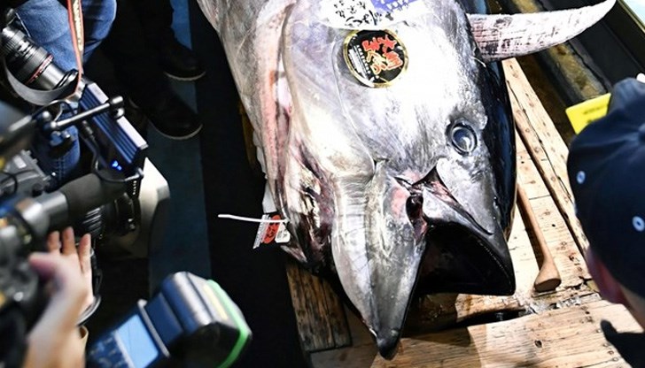 Това е втората най-висока цена в историята на търговете на рибния пазар