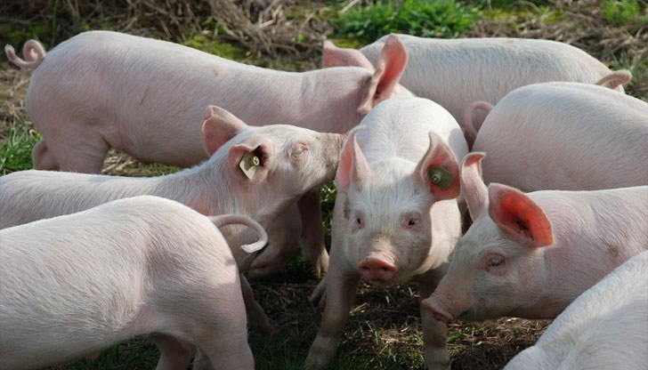В засегнатия свинекомплекс се отглеждат 24 000 животни