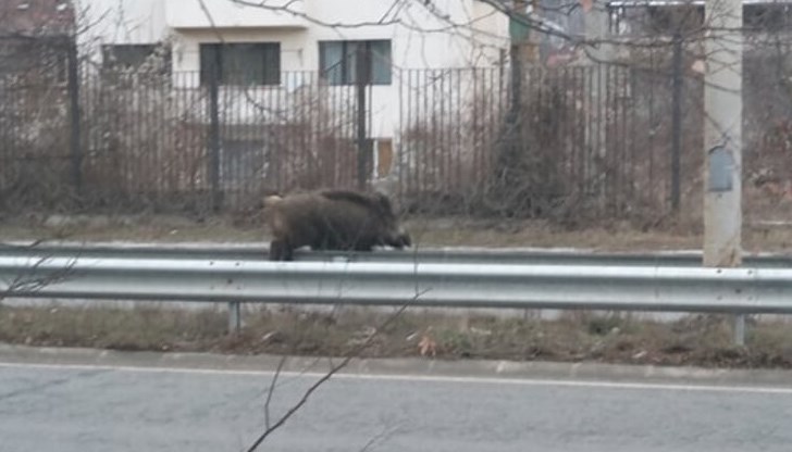 Животното е слязло от местната планина Голо бърдо