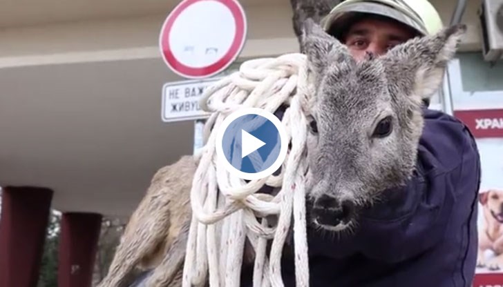 Животното е извадено от водите на река Бистрица