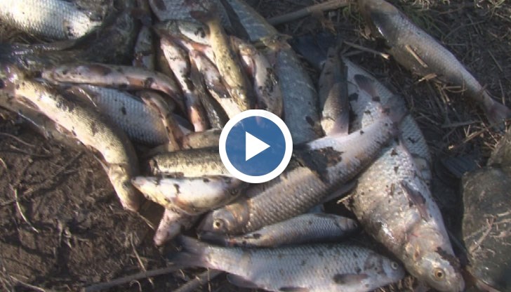 Охрана дежури на брега на Марица в Стамболийски, следи да не се взима риба от водата