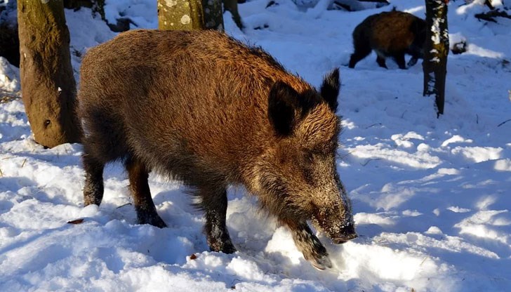 То е в близост до Шкорпиловци
