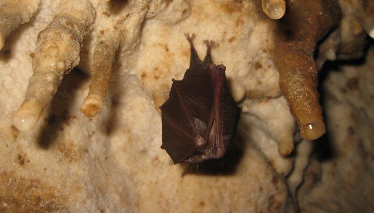 Предишната теория за вируса и змията като носител на заразата беше разкритикувано от вирусолози от цял свят Предишната теория за вируса и змията като носител на заразата беше разкритикувано от вирусолози от цял свят