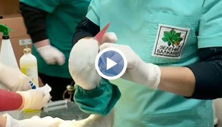 Ветеринарните лекари установили, че той има проблем в едното крило