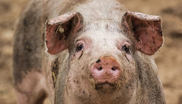 Огнищата са в землищата на селата Острец, Рибарица, Българене, Чифлик, Борима Априлци и Тетевен