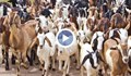 Откраднаха 110 кози в Твърдица