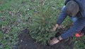 Русенци ще засадят първата си Коледна гора на 1 март
