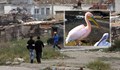 Роми ловят розови пеликани, готвят ги с кисело зеле