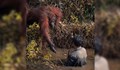 Орангутан помисли, че мъж е затънал в река и му подаде ръка