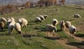 Топят се стадата от овце и кози