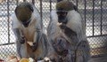 Бебе маймунче се роди във варненския зоопарк
