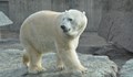 Белите мечки в руския Арктик са започнали да се самоизяждат