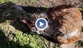 Мъж потопи котка в нафта в село Борисово