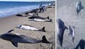 Рекорден брой мъртви делфини са изхвърлени на западното крайбрежие на Франция