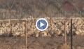 6000 патици ще бъдат избити във фермата край Раковски